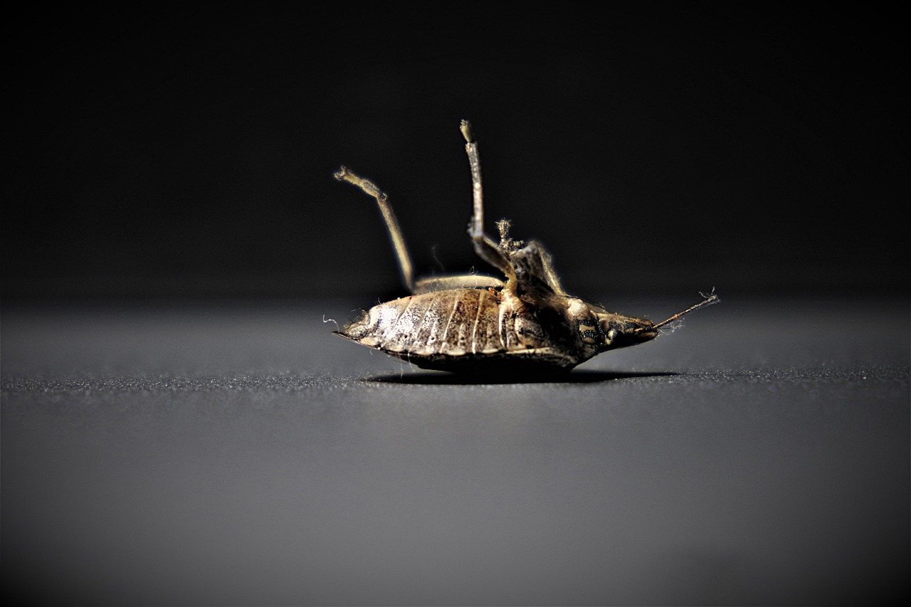bedbugs, insect, arthropods-4332926.jpg